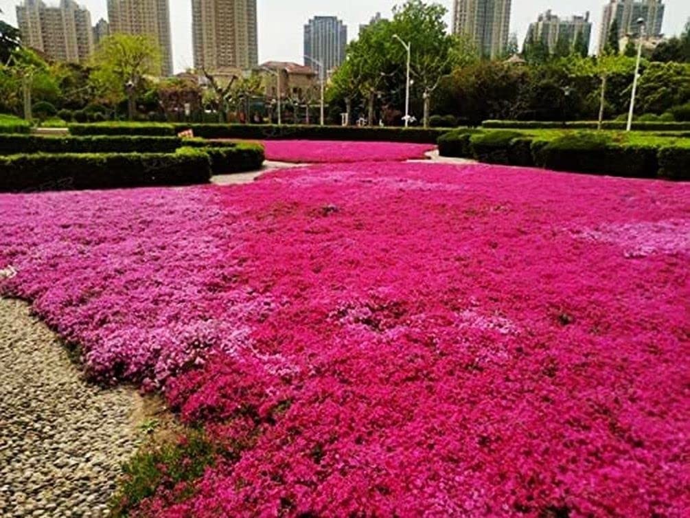 Thyme Seeds 2000 Mix Red Creeping Seeds for Planting- Wooly Thymus Dwarf-Elfi…