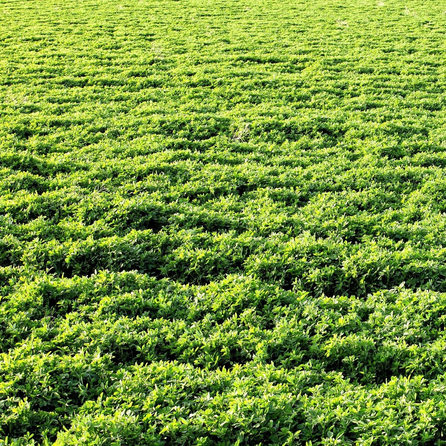 Vernal Alfalfa Seeds for Dense Coverage & Superior Yield