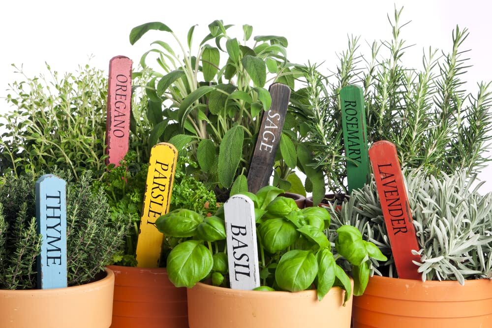 Herb Garden Seeds Collection (10-Pack) – 100% Non GMO, Open Pollinated Varieties