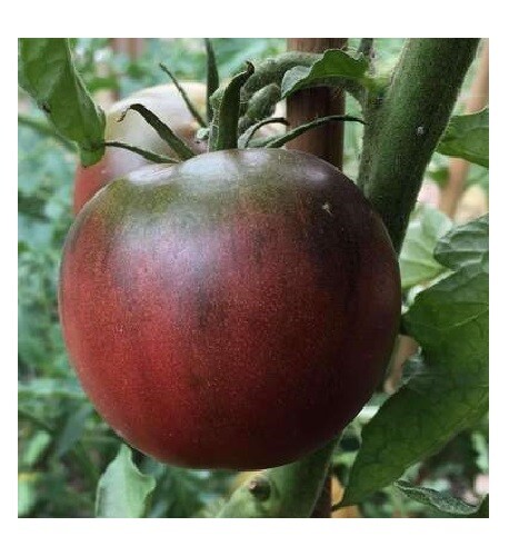 Black from Tula Tomato Seeds 30, 200, 1000 Rare purple Russian Fresh Heirloom