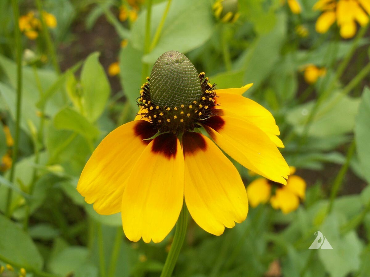 CLASPING Coneflower Pollinators Meadow Native Wildflower Non-GMO 500 Seeds