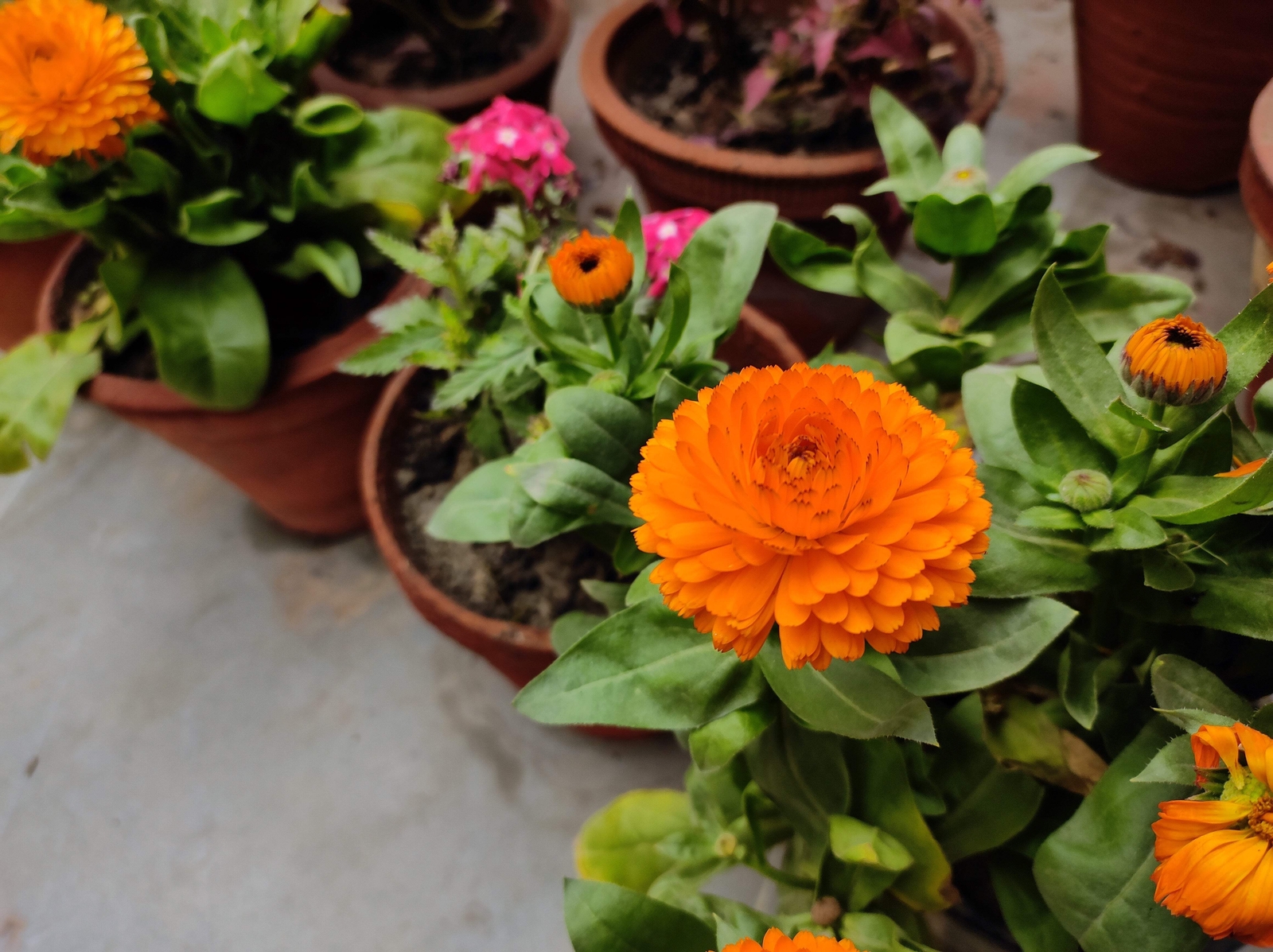 500 PACIFIC Beauty ORANGE MARIGOLD Calendula Officinalis Flower Seeds