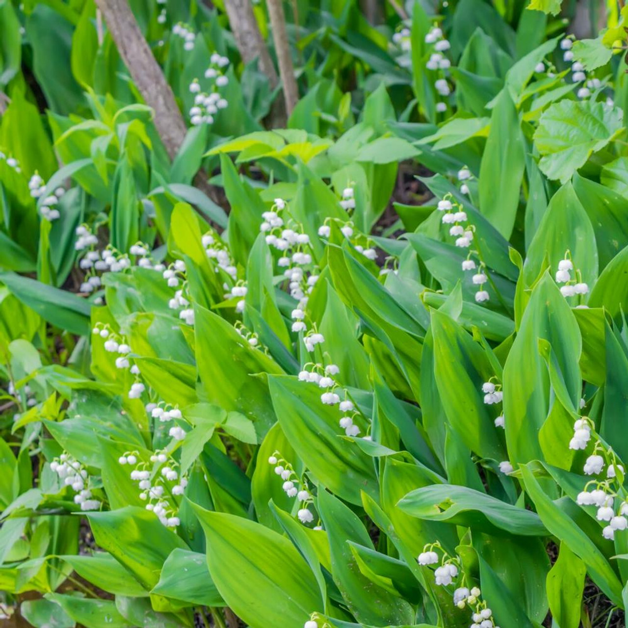 LILY OF THE VALLEY~CONVILLARIA MAJALIS~LIVE PLANTS~ROOTED PIPS~FRAGRANT FLOWERS!