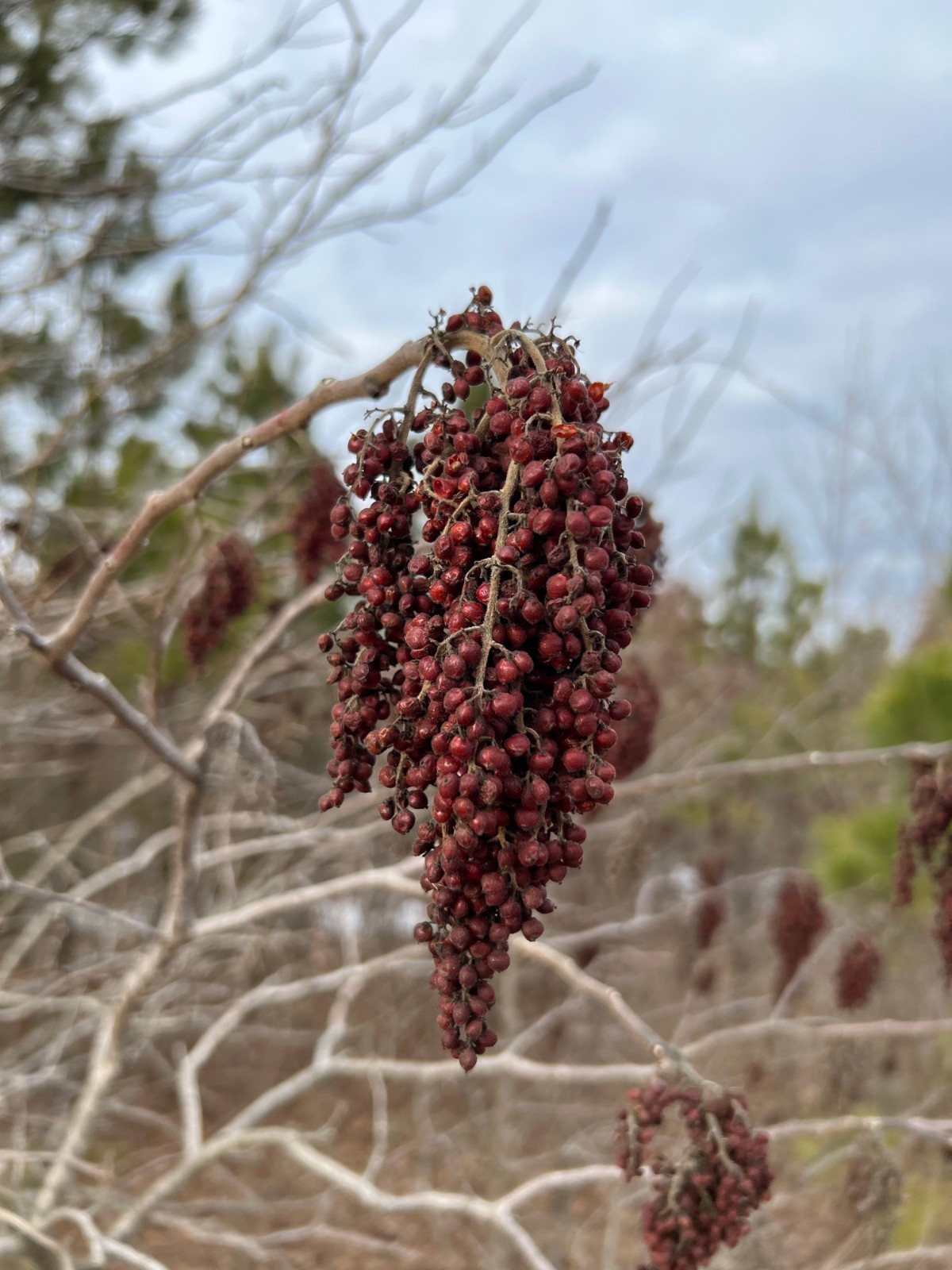 500 Flameleaf Sumac Tree Seeds (Rhus copallinum) Winged Sumac – Zones 4-9 USA