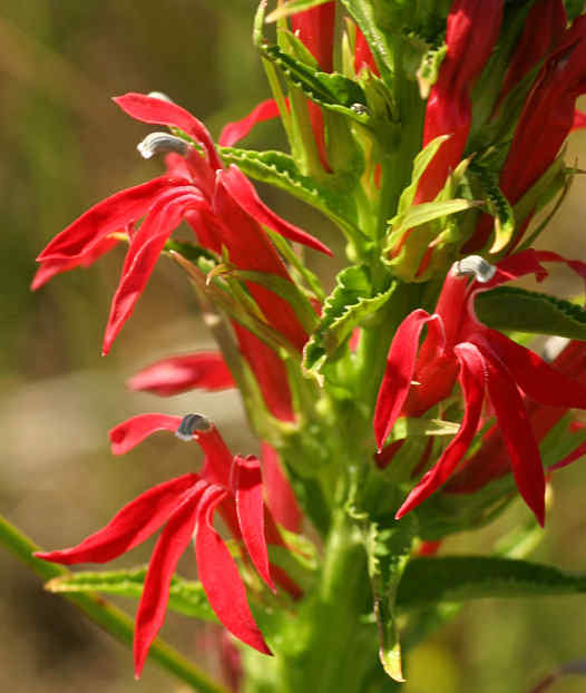 30+ LOBELIA CARDINALIS BLUE CARDINAL VINING CLIMBER PERENNIAL FLOWER SEEDS