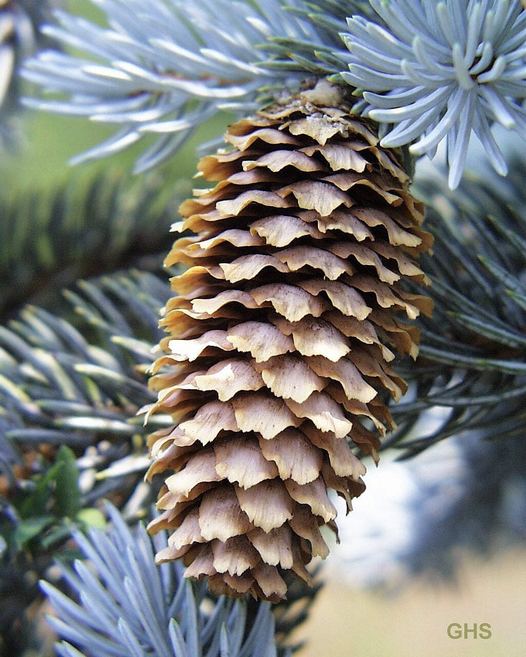 50 Colorado BLUE SPRUCE Tree Picea Pungens Glauca Christmas Tree Silver Seeds