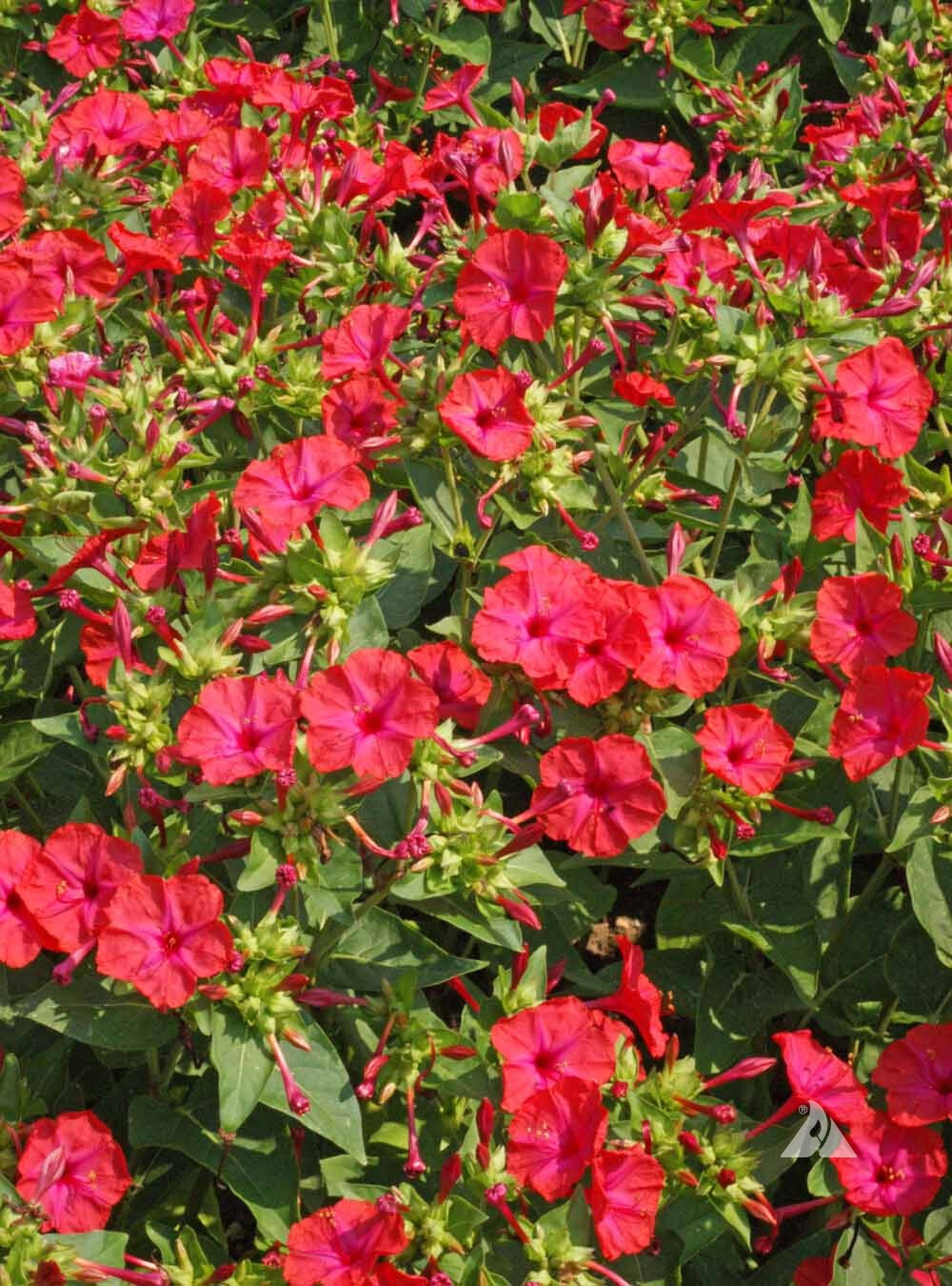 25+ RED FOUR O’CLOCK SEEDS FRESH FOR YOUR FLOWER GARDENS