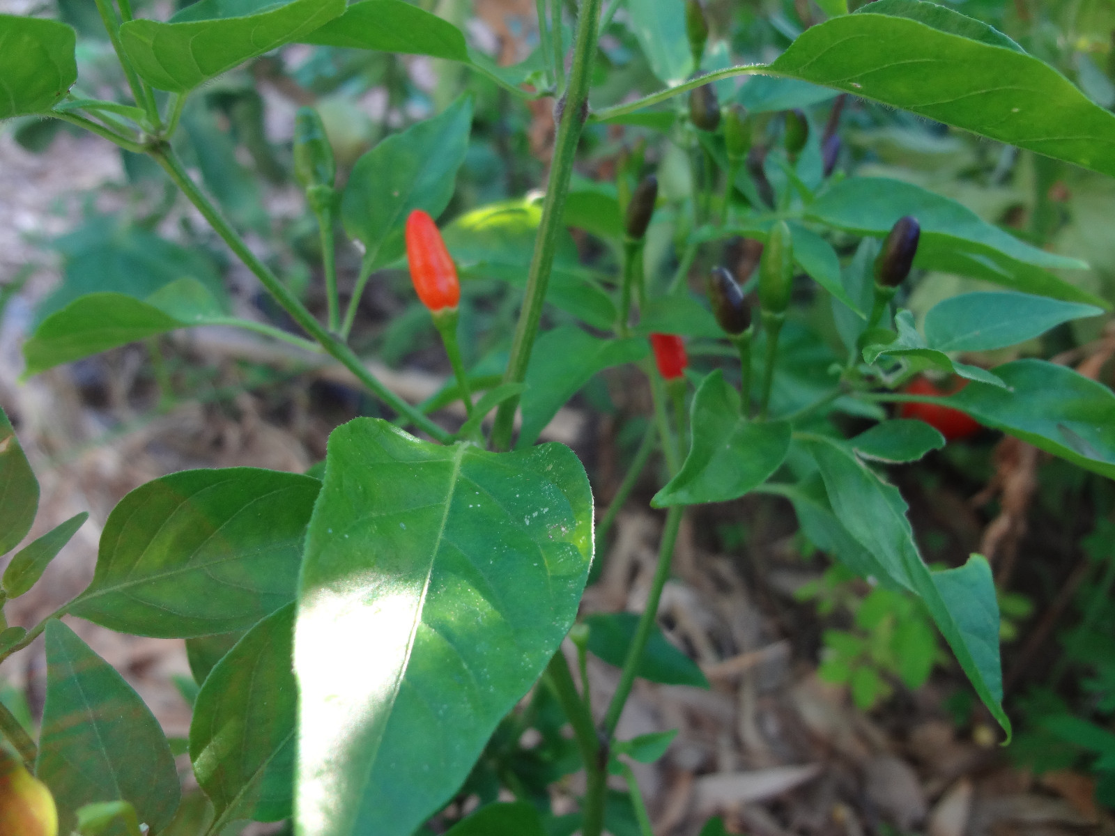 Chile Culebra del Monte, Black Piquin/Chiltepin, Extremely Hot, Rare, 12 SEEDS
