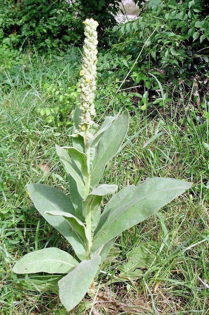 2500+ Organic Woolly Mullein Seeds ~Verbascum thapsus~ *Free US Shipping*