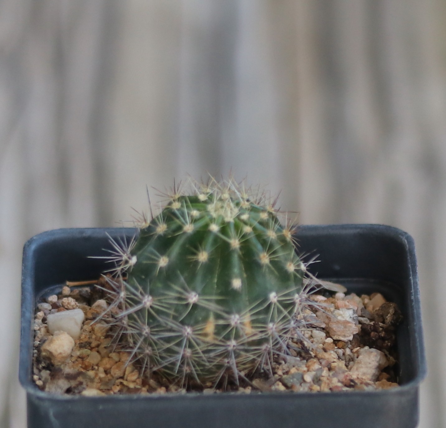 Echinopsis hybrid ‘Burgund’