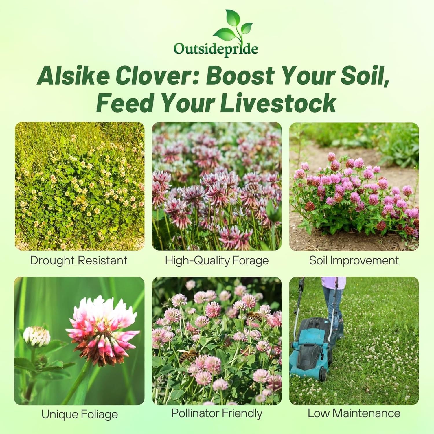 10 LBS – Inoculated Alsike Clover Seed From Outsidepride – Trifolium Hybridum
