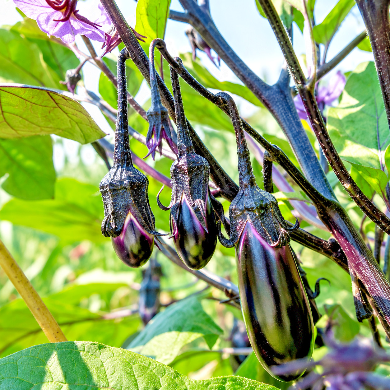 25 Rare Konasu Eggplant Seeds Japanese Heirloom Mini Purple Nasu Pickling USA