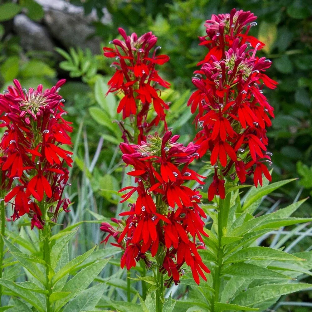 400+ Cardinal Flower Seeds / Lobelia Cardinalis / Hummingbird/ Red Flowers