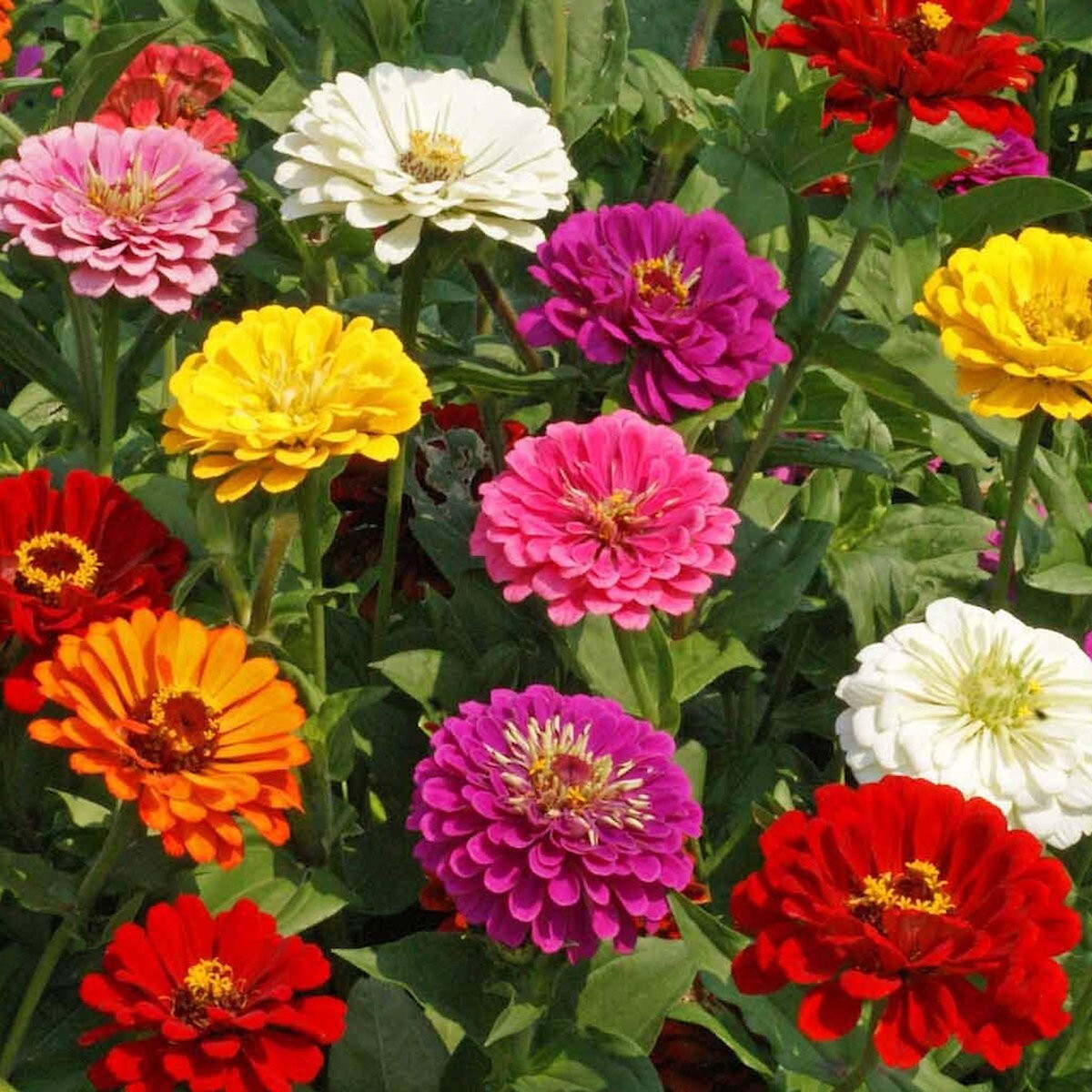 1/4 Lb California Giants Mixed Zinnia Wildflower Seeds – Everwilde Farms Mylar
