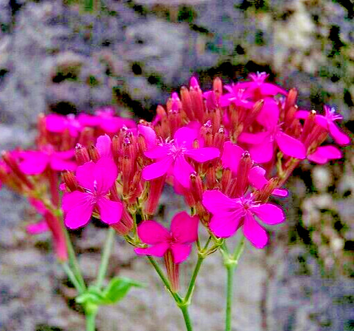 Catchfly 100 seeds. bright pink, Silene Ameria. blooms fast from seed. Campion.