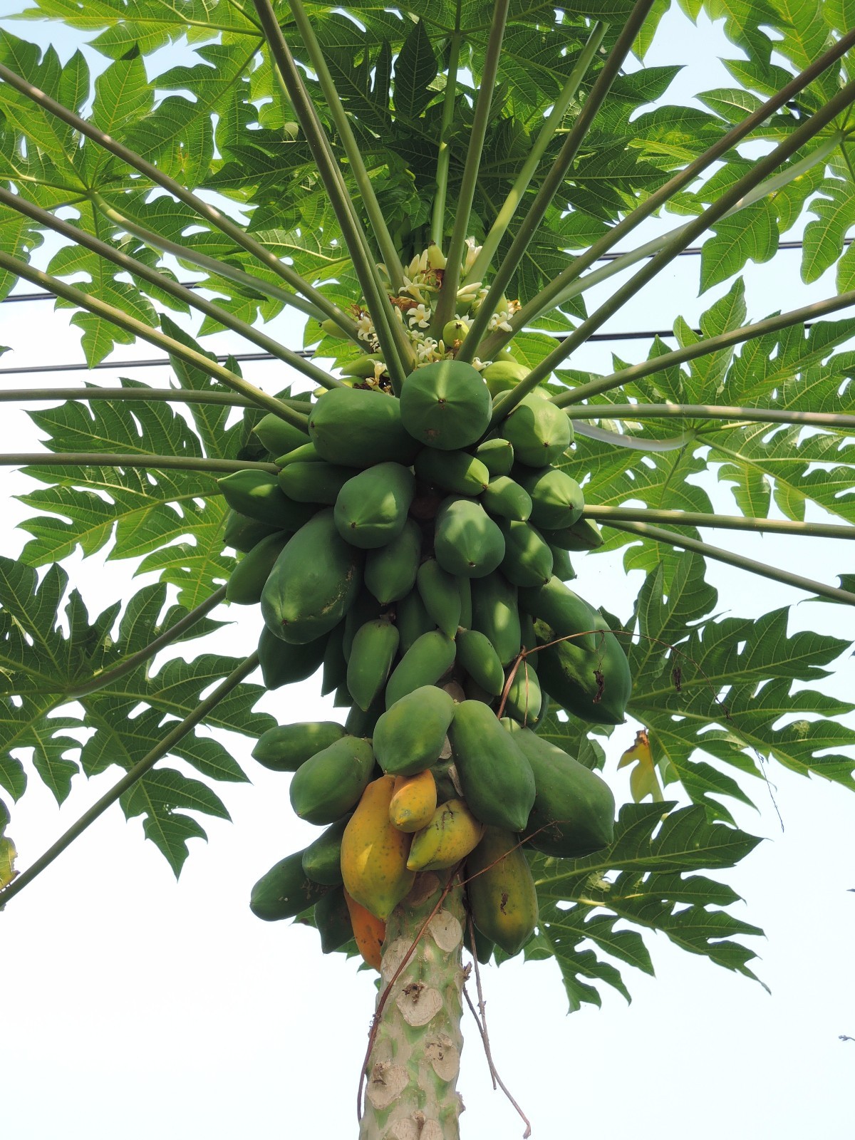 Mexican Papaya (Carica papaya) Tropical Fruit Tree