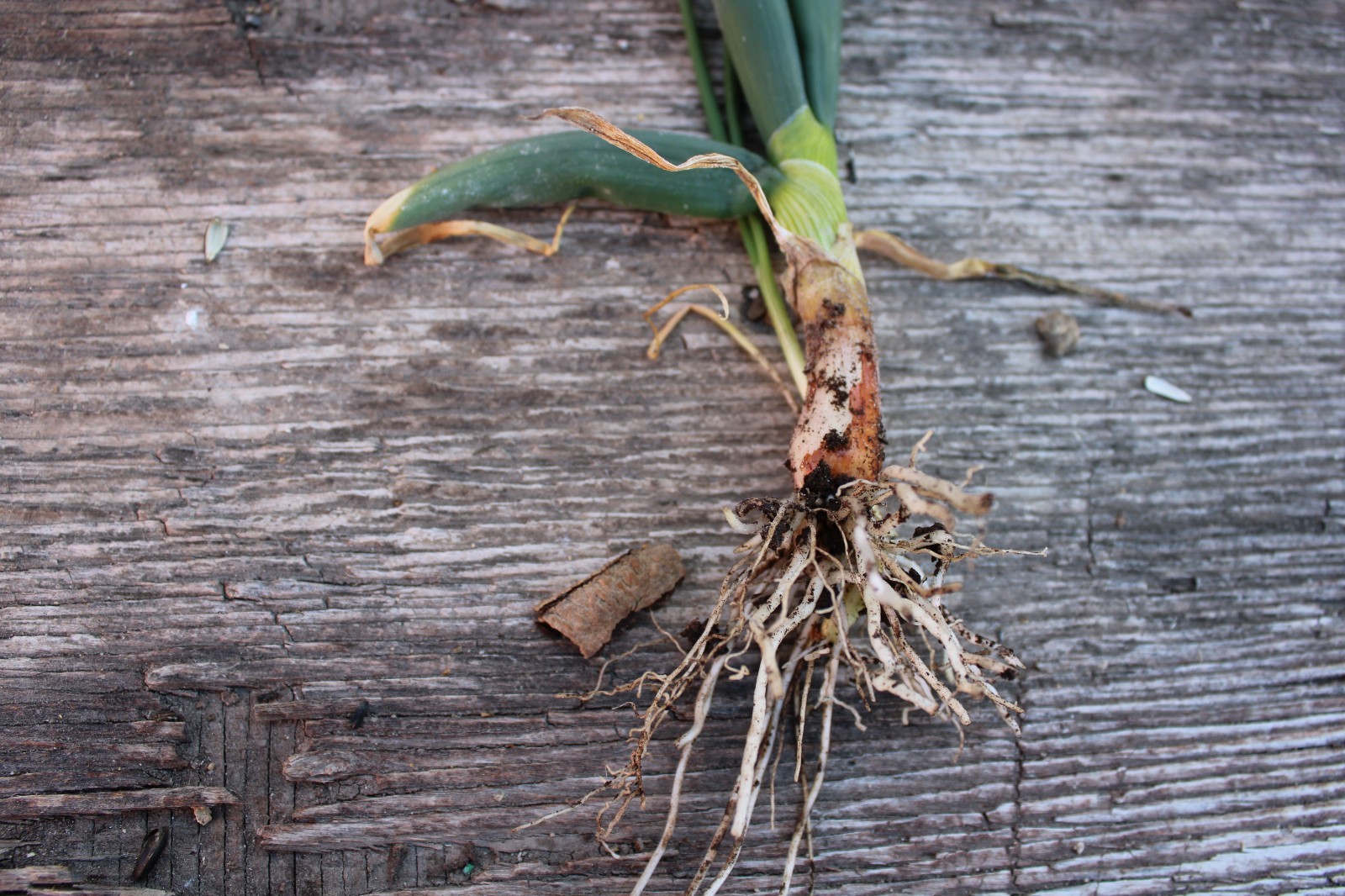 Perennial Egyptian Walking Onions Fresh Picked Sets Hardy 10 bulbs