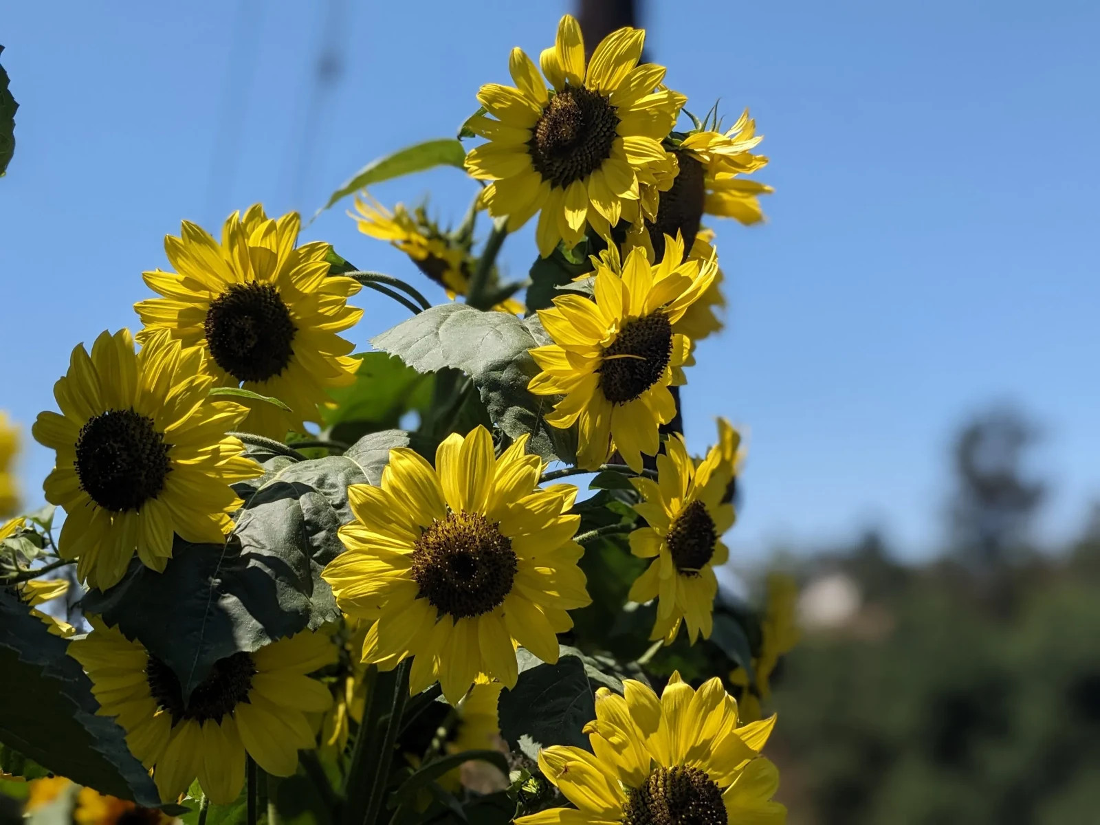 Lemon Queen Sunflower, Lemon Yellow, Variety Sizes Sold, FREE SHIPPING