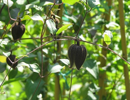 Clematis fusca | Brown Clematis | RARE | 5 Seeds