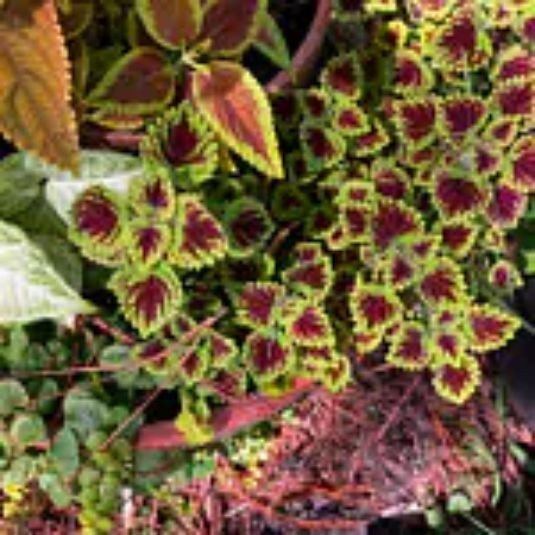 25 Coleus Seeds – Bold Foliage Plant – Easy-to-Grow for Garden