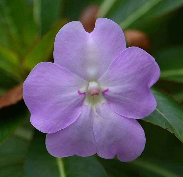 Impatiens sodenii subsp. oliveri | Poor Man’s Rhododendron | 10 Seeds