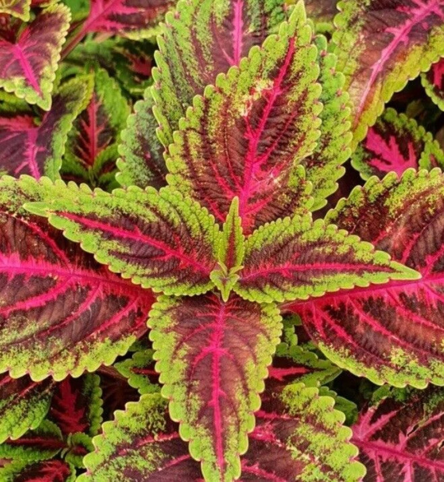 25 Coleus Seeds – Bold Foliage Plant – Easy-to-Grow for Garden