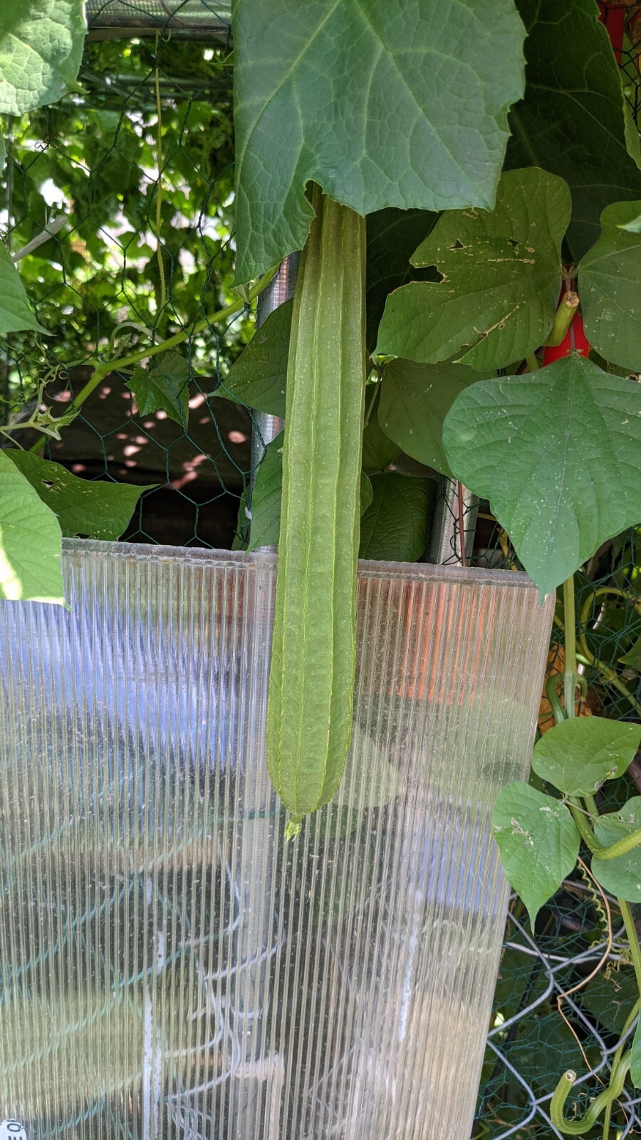 Ridged gourd | 10 seeds | Chinese Okra | Angled Luffa Gourd | Sigua | Sponge