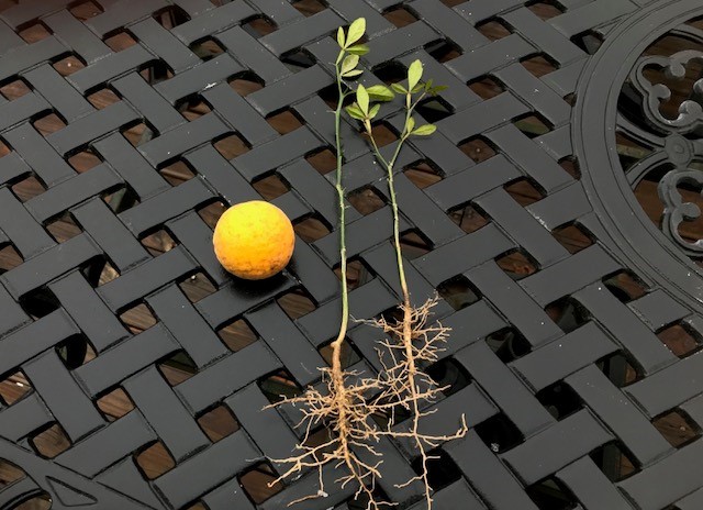 TRIFOLIATE ORANGE 9-12″ TREES Quantity 6
