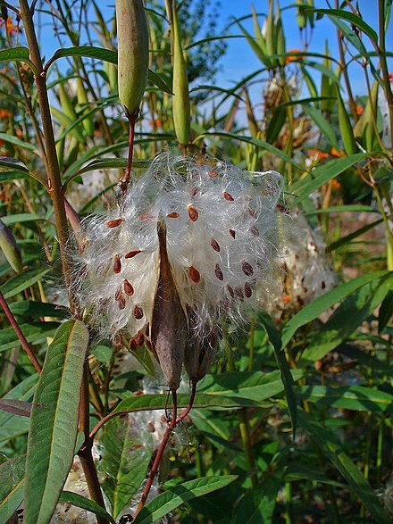 Carmine Rose-Swamp Milkweed 50+ Seeds, Asclepias Incarnata, FOOD FOR BUTTERFLIES