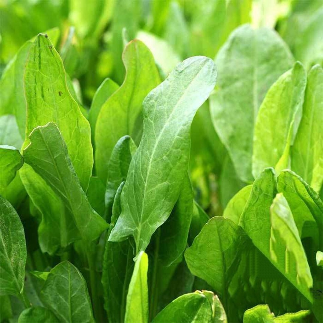 500+ Large Leaf Sorrel Seeds, NON-GMO, Heirloom, hibiscus, sorrel, perennial