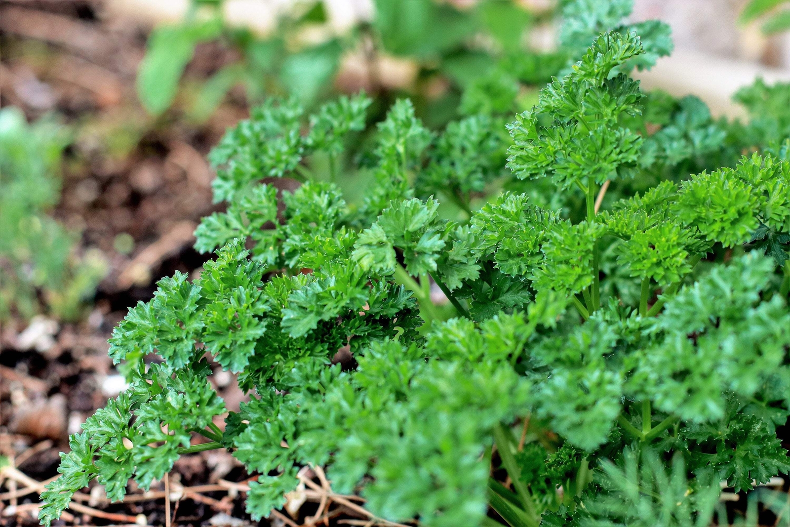 1500 TRIPLE CURLED PARSLEY Petroselinum Hortensis Herb Vegetable Seeds *Comb S/H