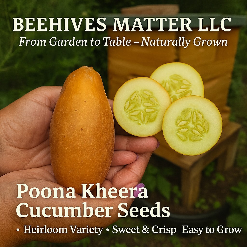 Poona Kheera Cucumber- 14 SEEDS .