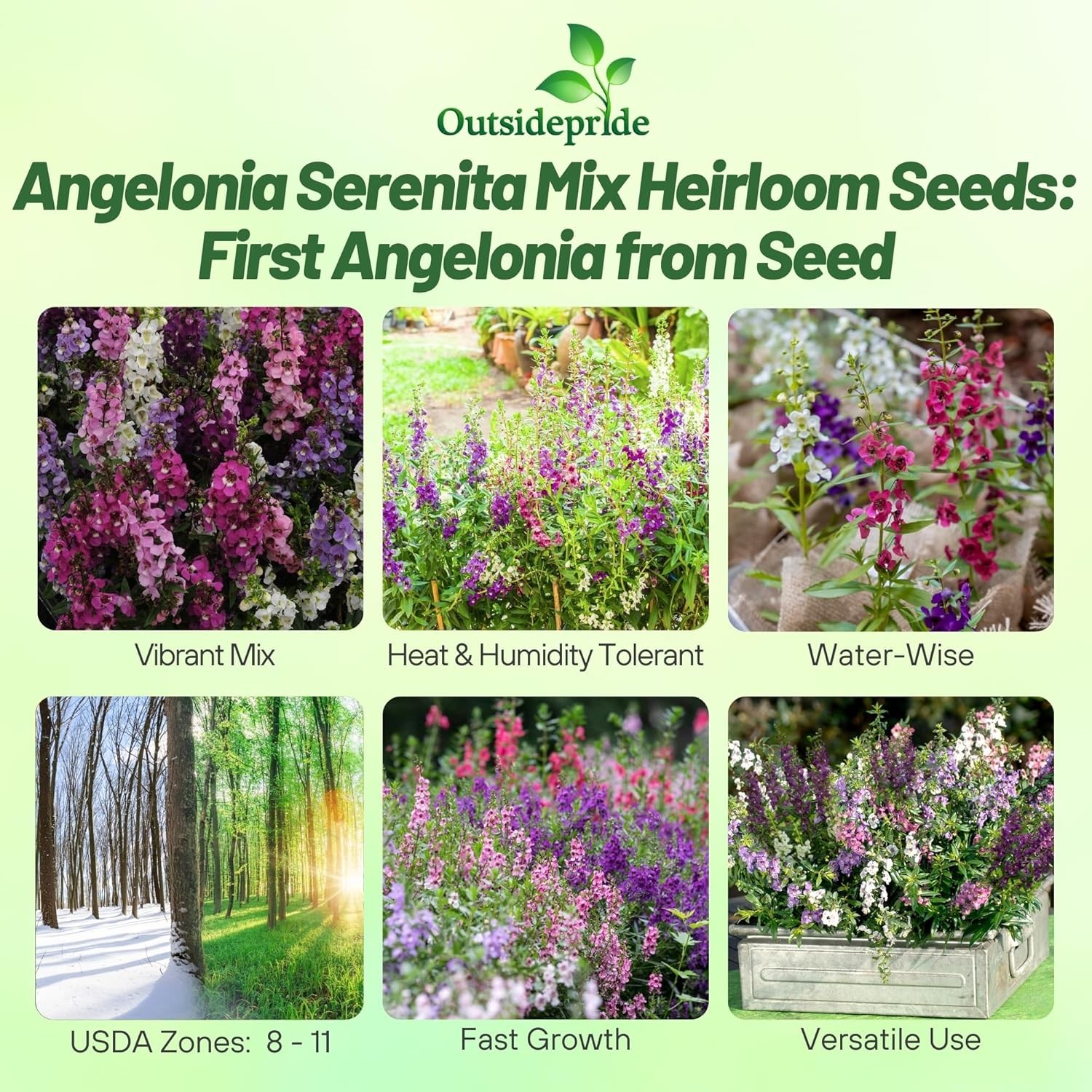 30 Seeds Drought Tolerant Angelonia Serenita Garden Flower Plant Seed Mix