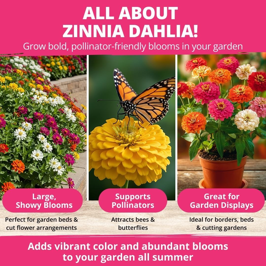 524 Zinnia Dahlia Seeds for Pollinator Gardens – Multi-Color Elegance