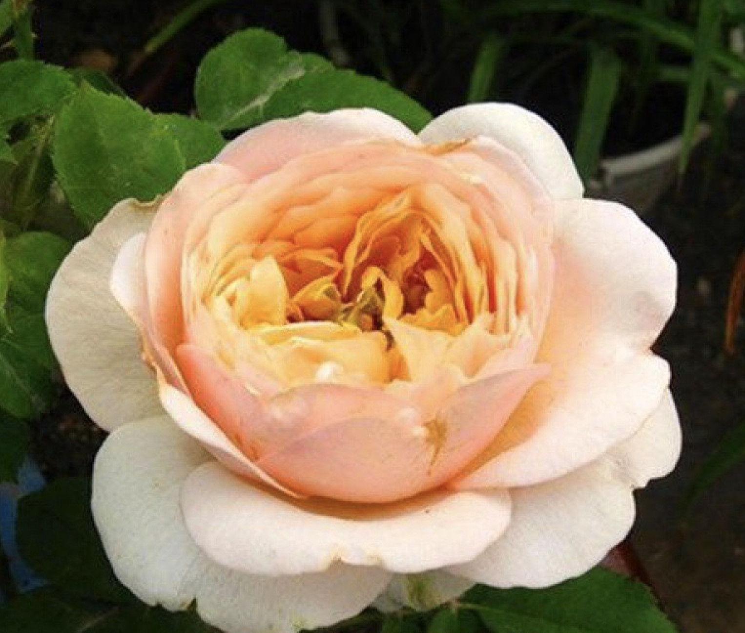 25pc CLASSIC ROSE SEEDS Garden plant Flower rare exotic USA seller FREE shipping