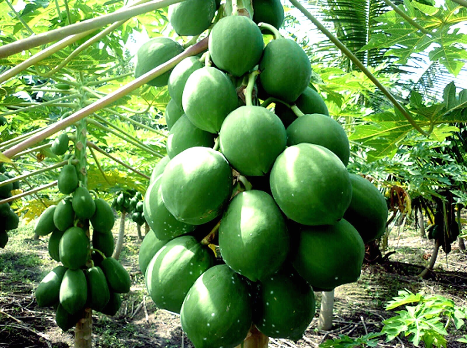 50 “DWARF SOLO WAIMANALO TREE SEEDS” (Carica Papaya) Fast Fruit Houseplant