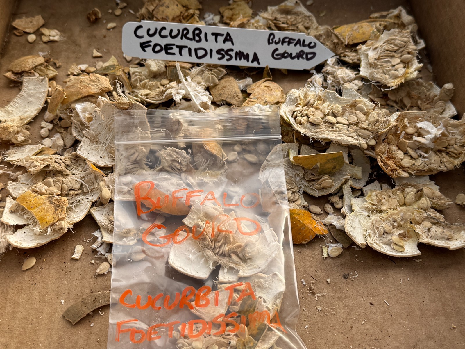 BULK SEEDS!…Cucurbita foetidissima…Cascading Buffalo Gourd…QTY/bag=100