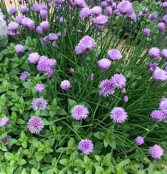 Common CHIVES Onion 200+ Seed Organic Perennial Herb Vegetable Homegrown USA🇺🇸