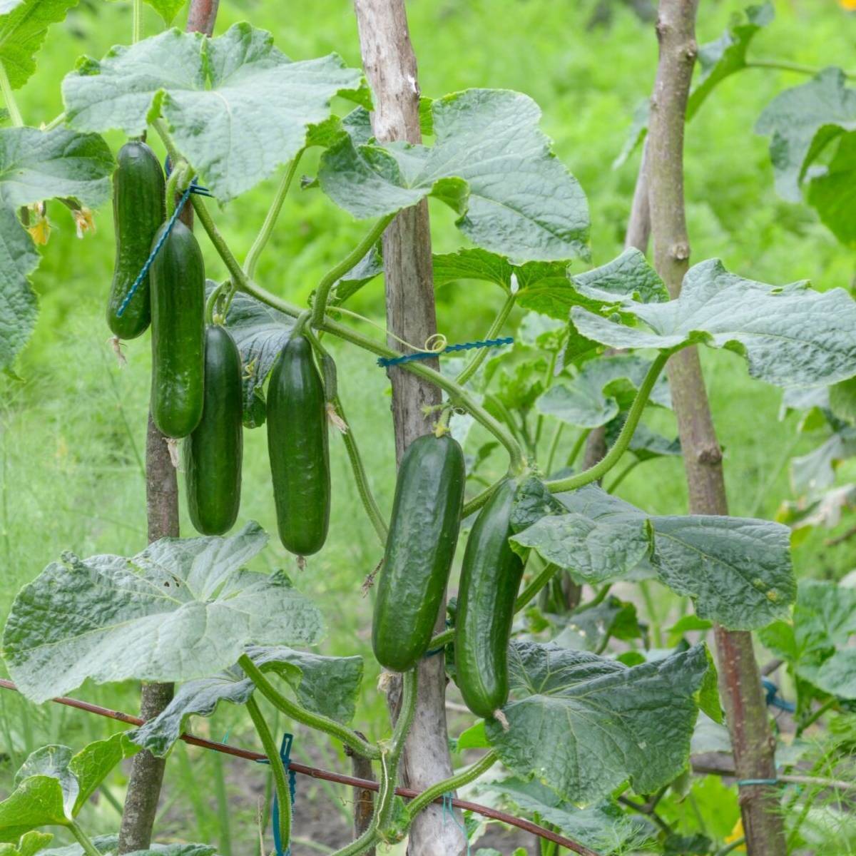 Muncher Cucumber Seeds | Heirloom | Organic