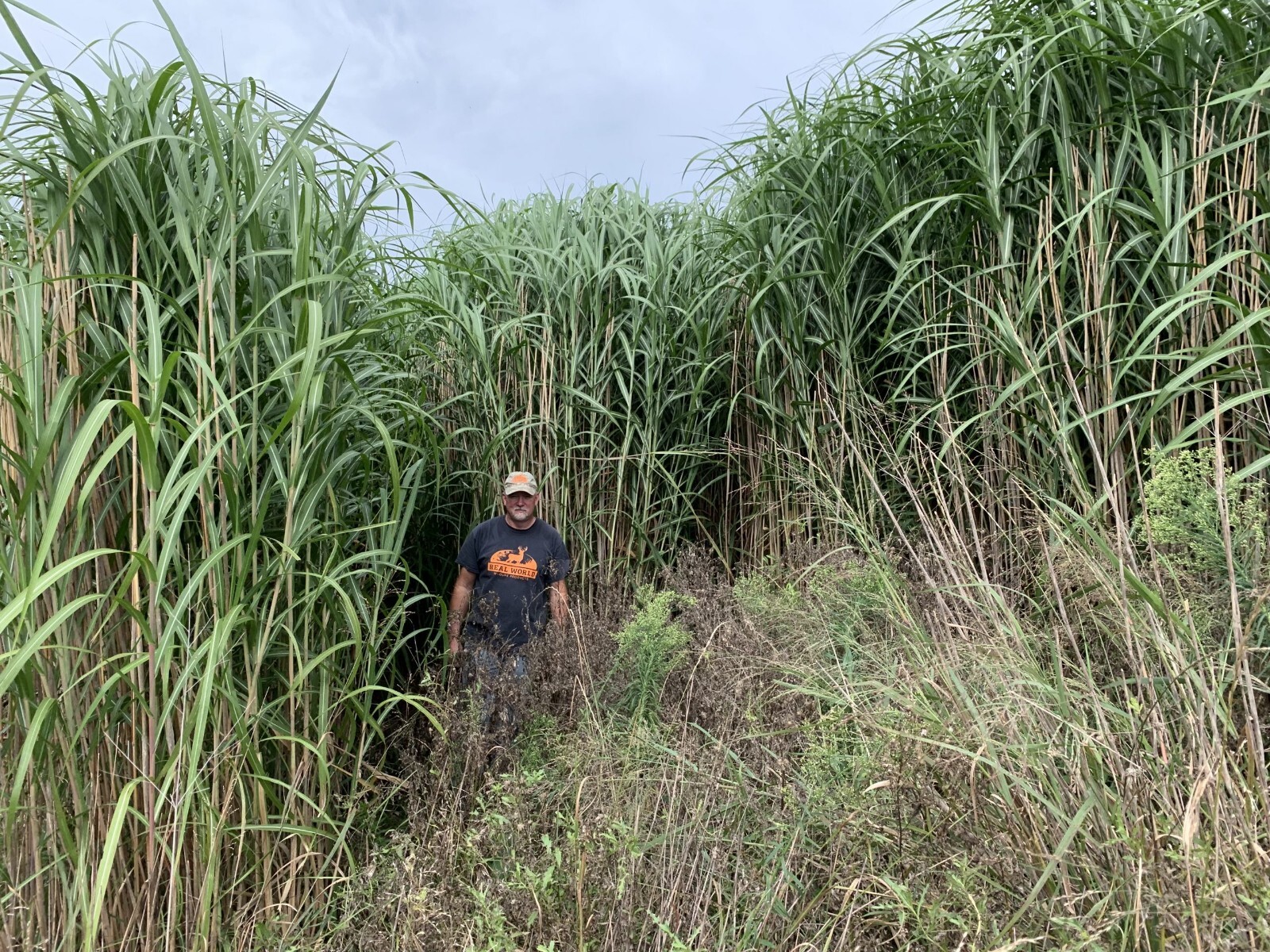 Premium Elephant Grass Seeds, 100 seeds – Tallest Grass in The World!