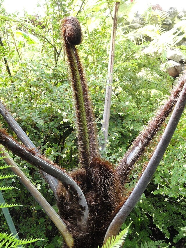 Cyathea medullaris | Black Tree Fern | 100 Spores