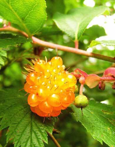 Rubus spectabilis | Salmonberry | 10 Seeds