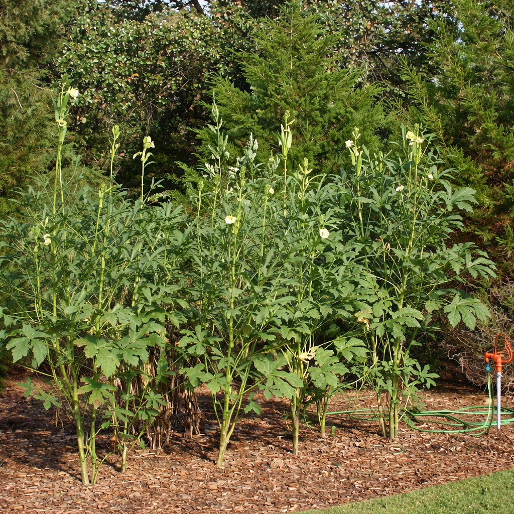 60 Heirloom Clemson Spineless Okra Seeds – Tender Pods, Easy Harvest
