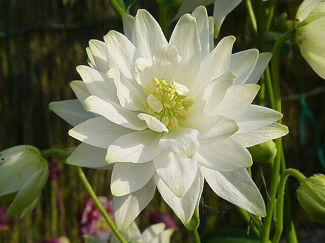 COLUMBINE MIX, 202+ SEEDS, ALL KINDS AND COLORS, AQUILEGIA, easy to grow, USA