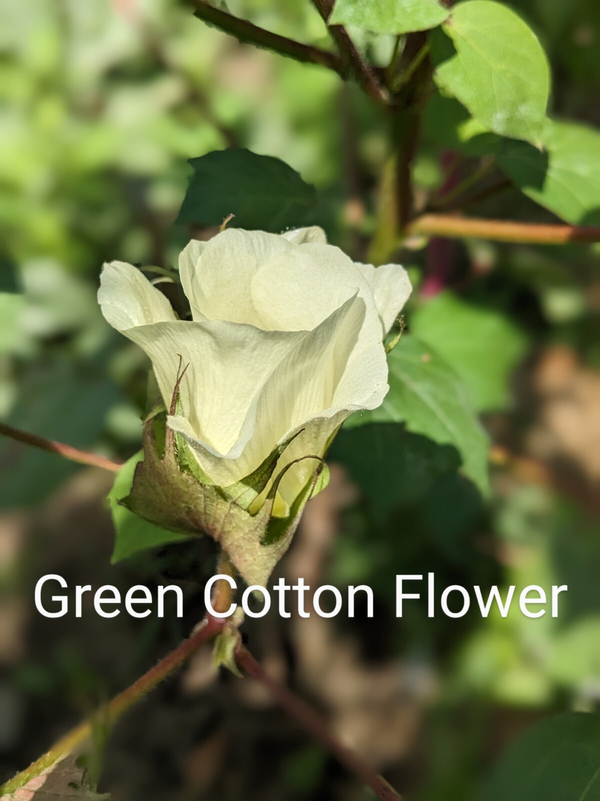 10 FRESH Erlene’s Green Cotton Seeds, Gossypium hirsutum