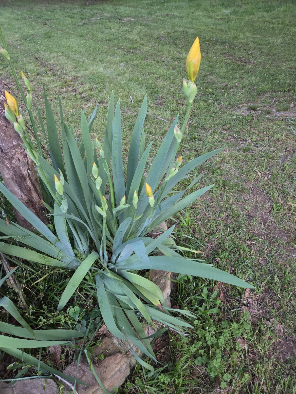 6 – Yellow Iris Flower Rhizome Rhizomes Plant Flowers Dug Fresh