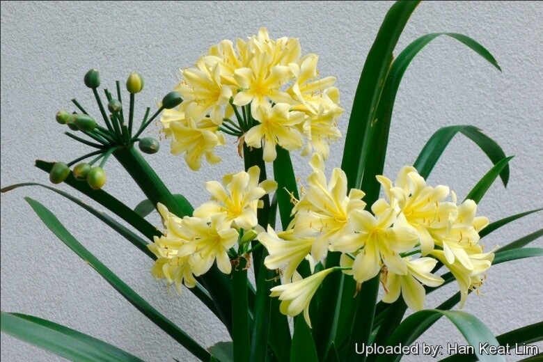 Yellow Clivia Bush Lily plant. 4 yrs old