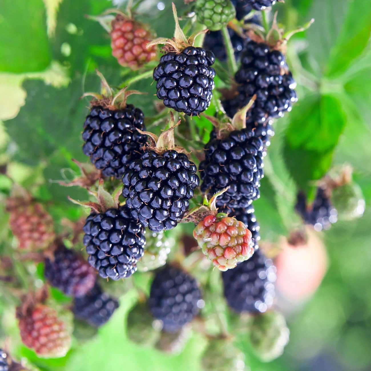200+ Seed Blackberry Wild Fruit Seeds for Planting Outdoor-Non-Gmo Heirloom Swee