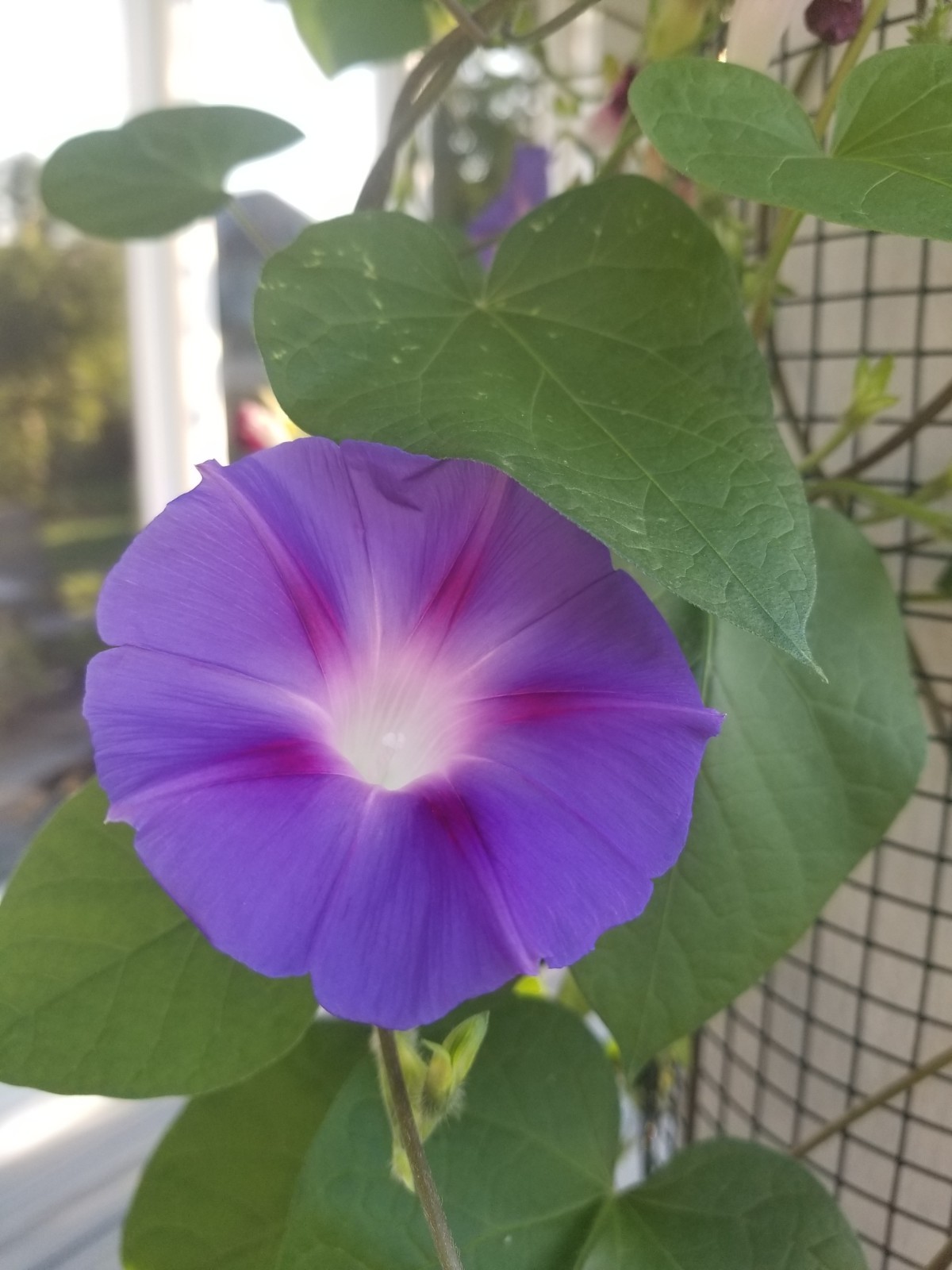 Morning Glory Seeds, Vining Purple Ipomoea Purpurea – Organically Grown
