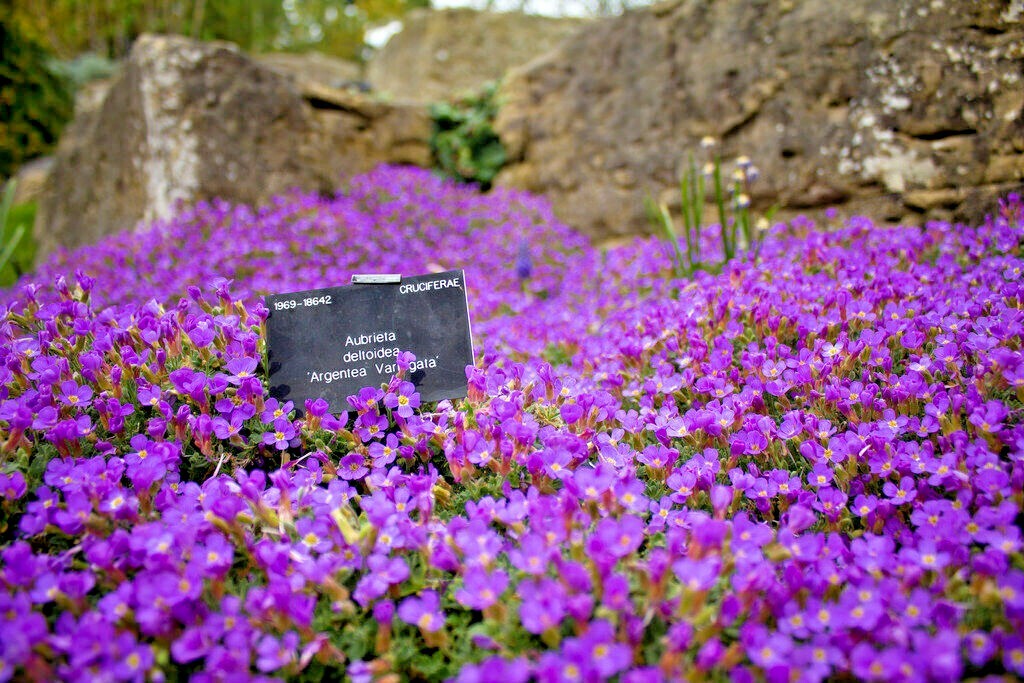 501+PURPLE ROCKCRESS Flower Seeds Drought Heat Cold Groundcover Container Easy